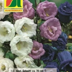 Campanella "Glockenspiel"