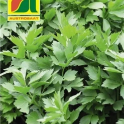 Negozio Lush Orto Economico -Negozio Lush Orto Economico austrosaat levistico 1 paket 1662438 it