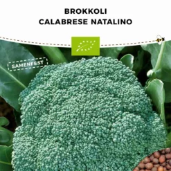 Broccolo Bio - Calabrese Natalino