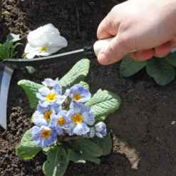 Falce Giapponese Per Destrimani