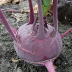 Cavolo Rapa "Blauer Delikatess", 1 G -Negozio Lush Orto Economico cavolo rapa blauer delikatess 1 g 1647174 it