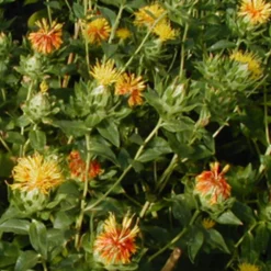 Cartamo/Zafferanone, 3 G