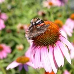 Echinacea Purpurea, 1 G 5 Echinacea Purpurea, 1 G -Negozio Lush Orto Economico de bolster echinacea purpurea 1 g 1647402 it