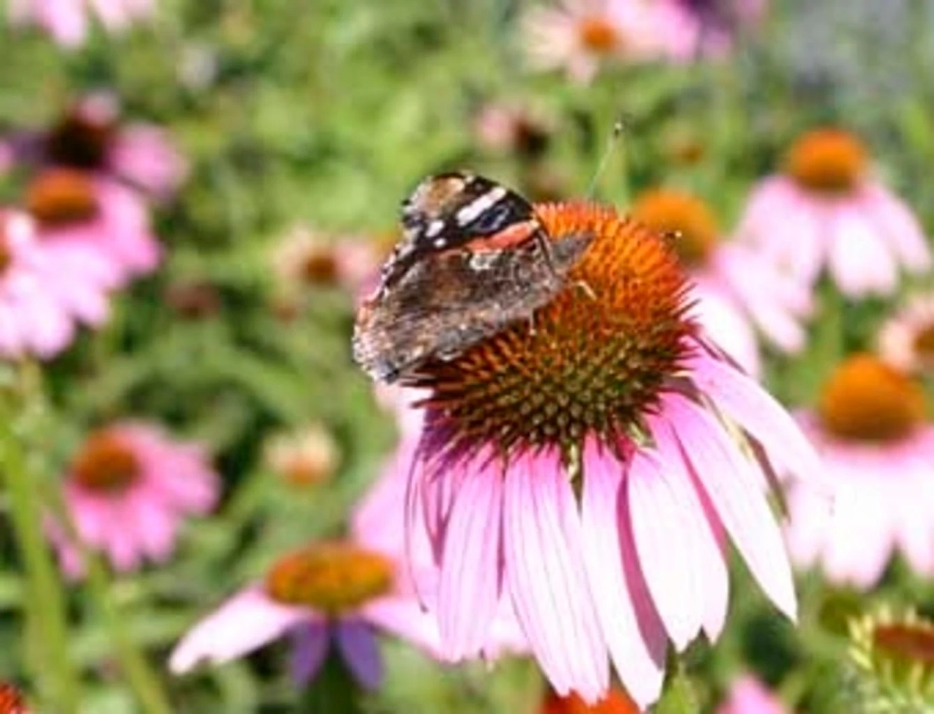 Echinacea Purpurea, 1 G 3 Echinacea Purpurea, 1 G - immagine 3