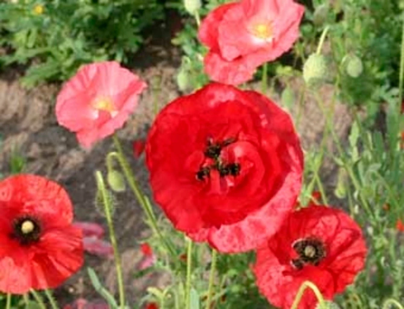 Mix Di Papaveri, 1 G 2 Mix Di Papaveri, 1 G - immagine 2