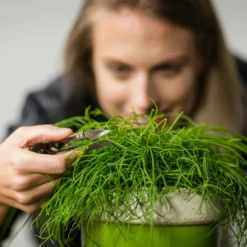 ESSCHERT DESIGN Mini Forbici In Acciaio Inox 5 ESSCHERT DESIGN Mini Forbici In Acciaio Inox -Negozio Lush Orto Economico esschert design mini forbici in acciaio inox 1352138 it