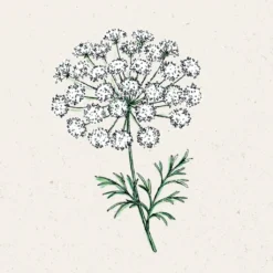 Ammi Majus 5 Ammi Majus -Negozio Lush Orto Economico jora dahl ammi majus 1 paket 1671374 it
