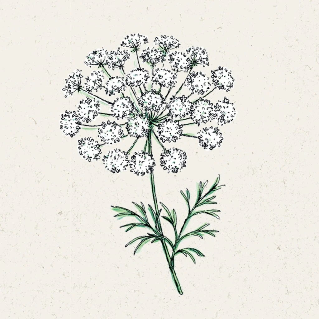 Ammi Majus 3 Ammi Majus - immagine 3