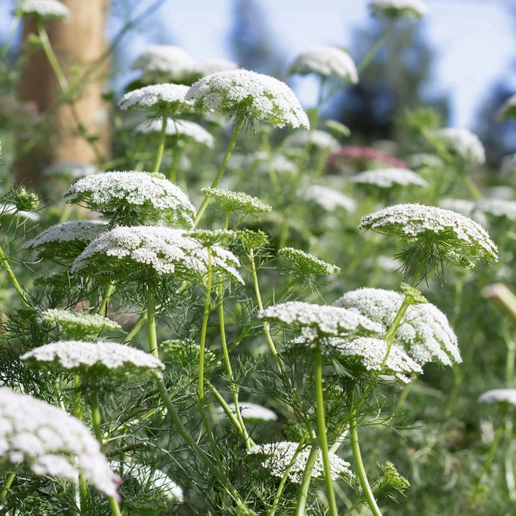 Ammi Majus 2 Ammi Majus - immagine 2