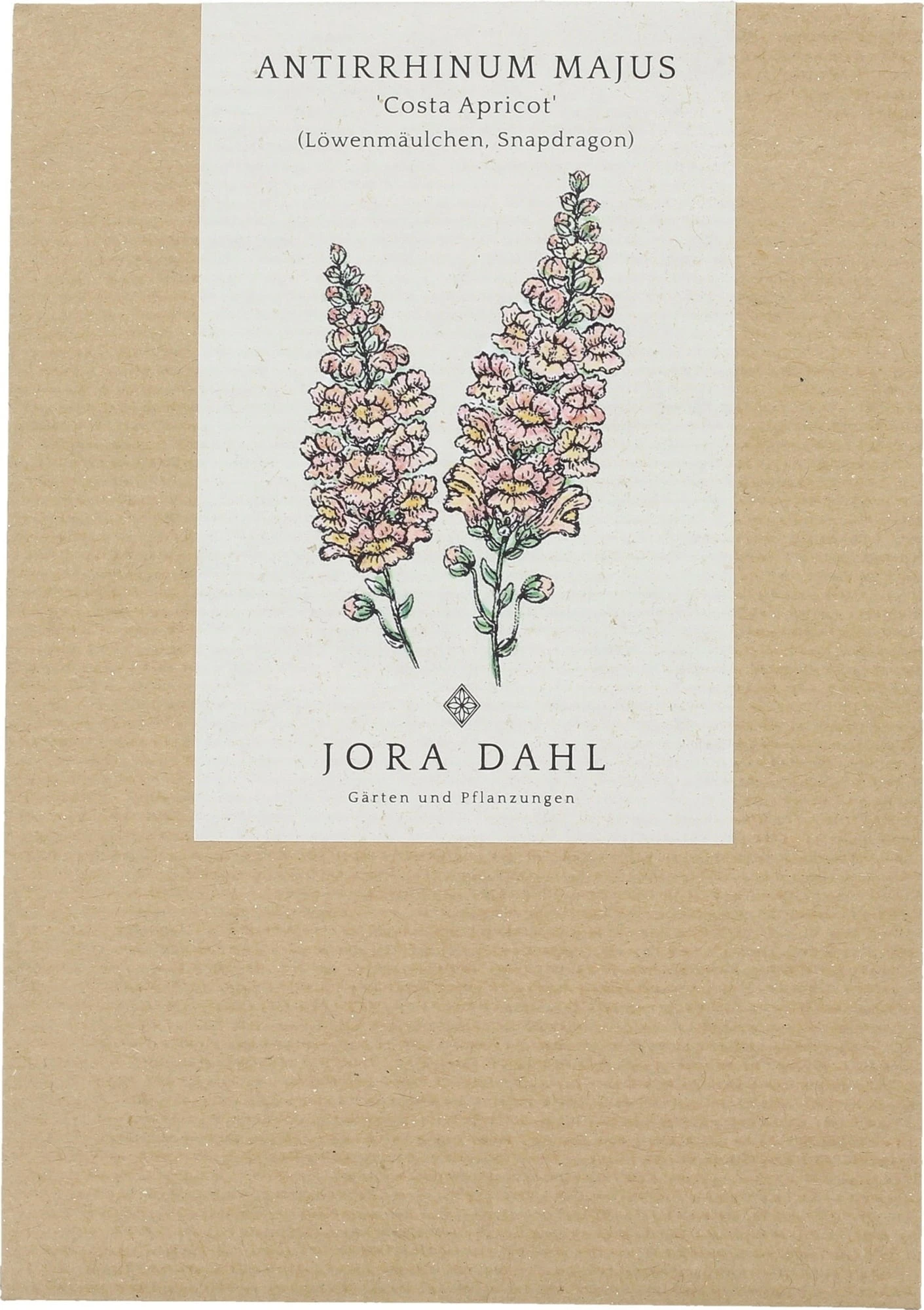 Antirrhinum Majus - Bocca Di Leone Costa Apricot 3 Antirrhinum Majus - Bocca Di Leone Costa Apricot - immagine 3