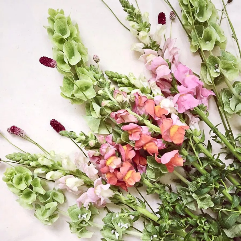 Antirrhinum Majus - Bocca Di Leone Costa Apricot 1 Antirrhinum Majus - Bocca Di Leone Costa Apricot