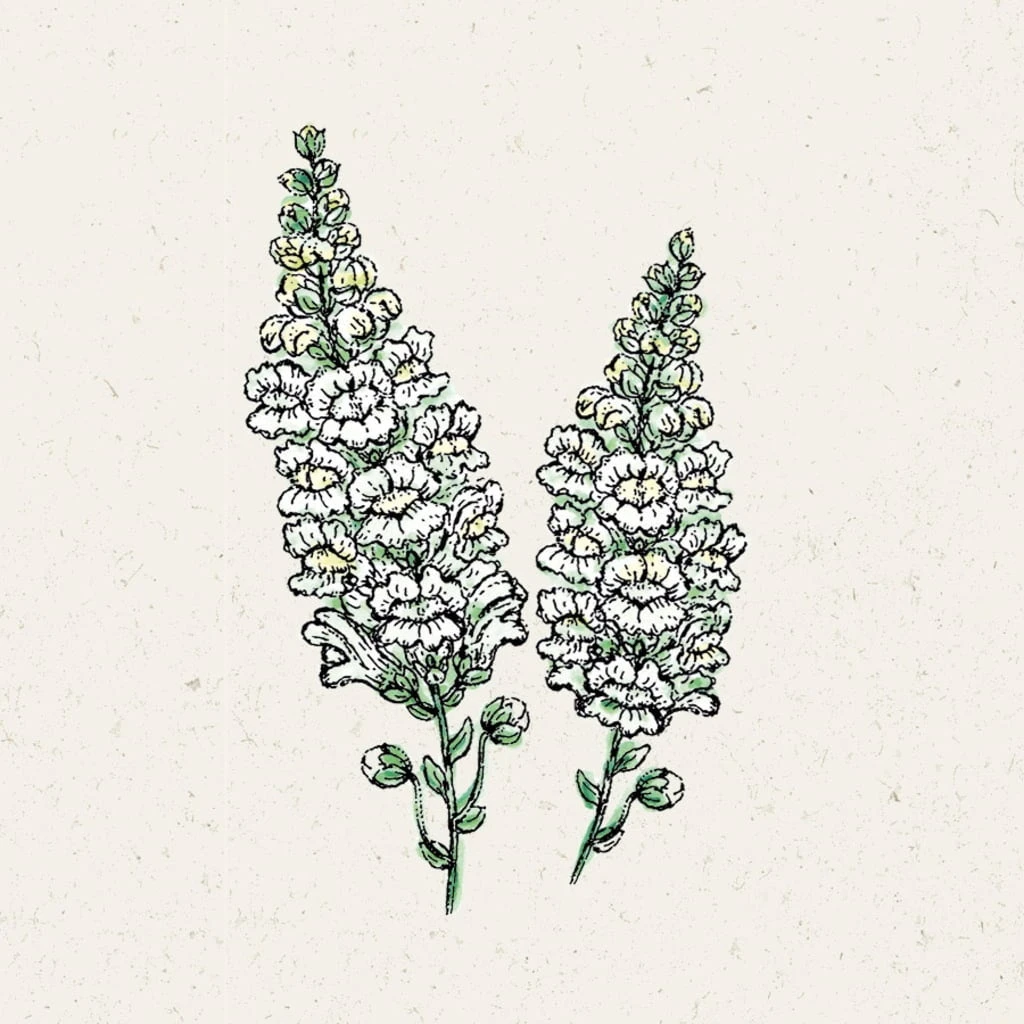 Antirrhinum Majus - Bocca Di Leone Royal Bride 2 Antirrhinum Majus - Bocca Di Leone Royal Bride - immagine 2