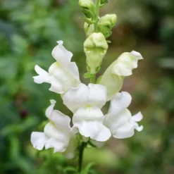Antirrhinum Majus - Bocca Di Leone Royal Bride
