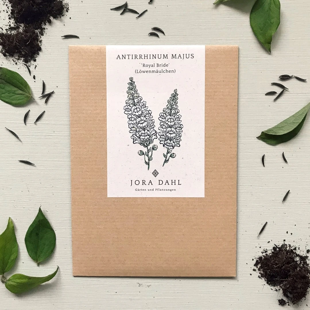 Antirrhinum Majus - Bocca Di Leone Royal Bride 3 Antirrhinum Majus - Bocca Di Leone Royal Bride - immagine 3