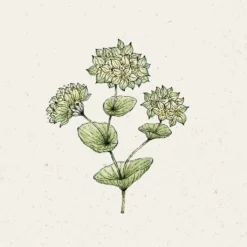 Bupleurum Rotundifolium - Griffithii