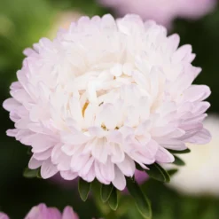 I più venduti -Negozio Lush Orto Economico jora dahl callistephus chinensis astro della cina king size appleblossom 1 conf 1467502 it