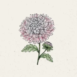 Callistephus Chinensis - Astro Della Cina King Size Appleblossom