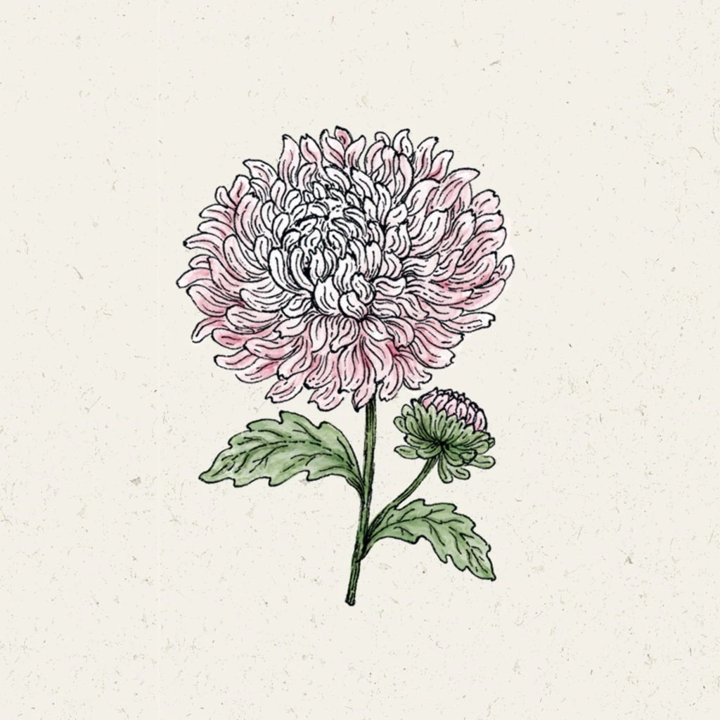 Callistephus Chinensis - Astro Della Cina King Size Appleblossom 1 Callistephus Chinensis - Astro Della Cina King Size Appleblossom