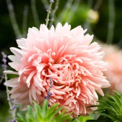 Callistephus Chinensis - Astro Della Cina King Size Apricot