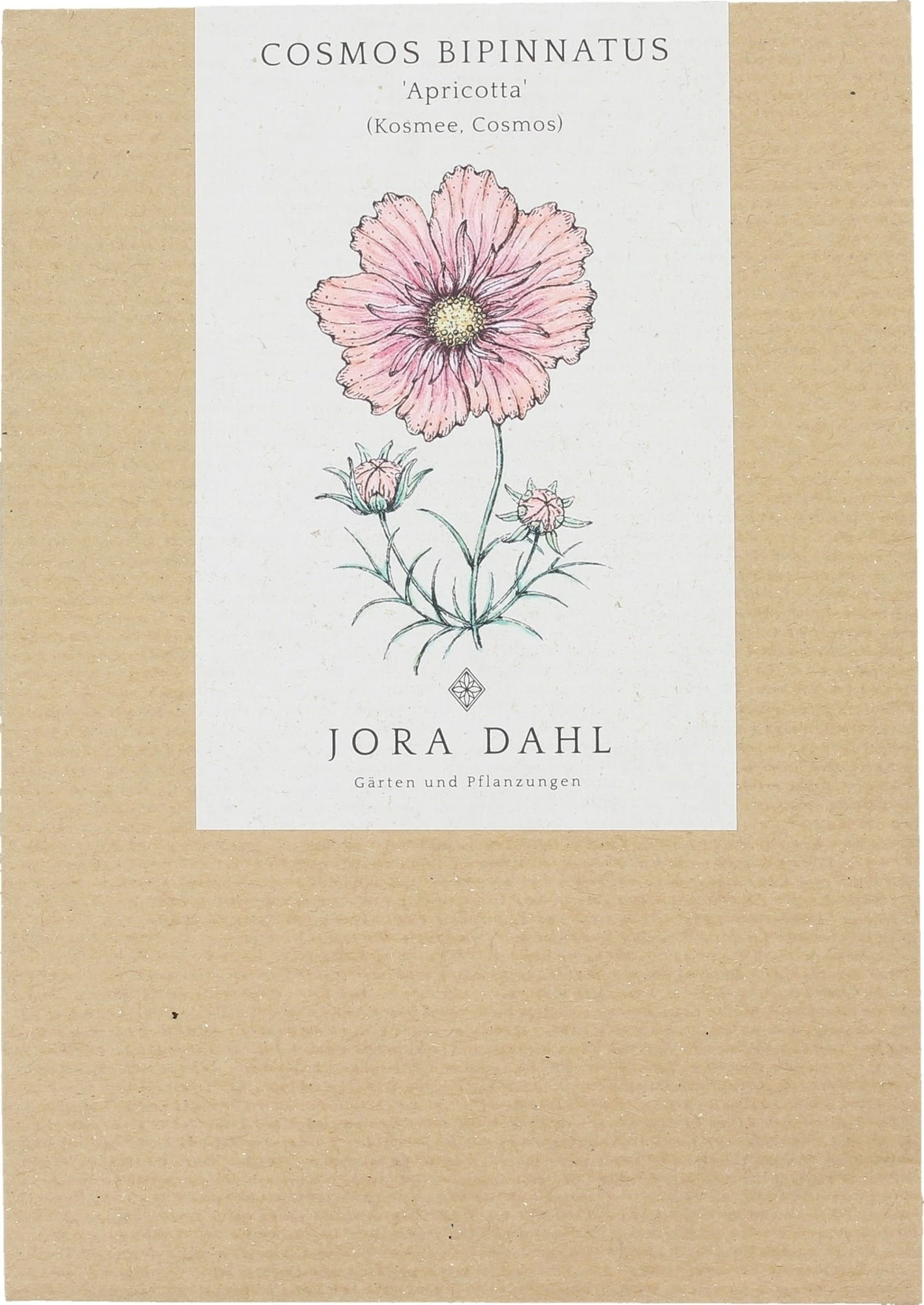 Cosmos Bipinnatus - Apricotta 2 Cosmos Bipinnatus - Apricotta - immagine 2