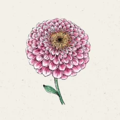 Zinnia Elegans - Zahara Double