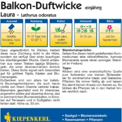 Pisello Odoroso "Laura"