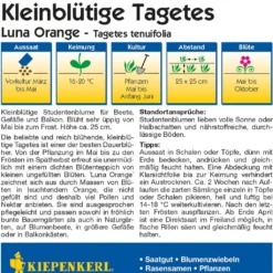 Tagete "Luna Orange"