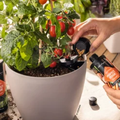 LECHUZA Fertilizzante Liquido "Perfect Veggie" 8 LECHUZA Fertilizzante Liquido "Perfect Veggie" -Negozio Lush Orto Economico lechuza fertilizzante liquido perfect veggie 1620724 it