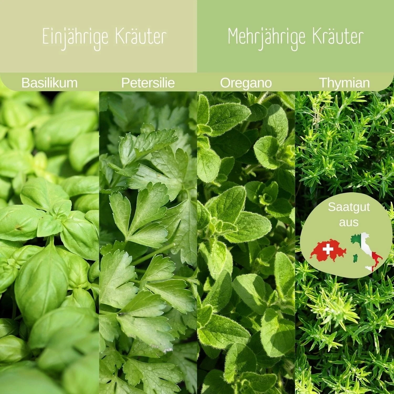 Set Bio Per Coltivazione - Erbe Aromatiche 6 Set Bio Per Coltivazione - Erbe Aromatiche - immagine 6