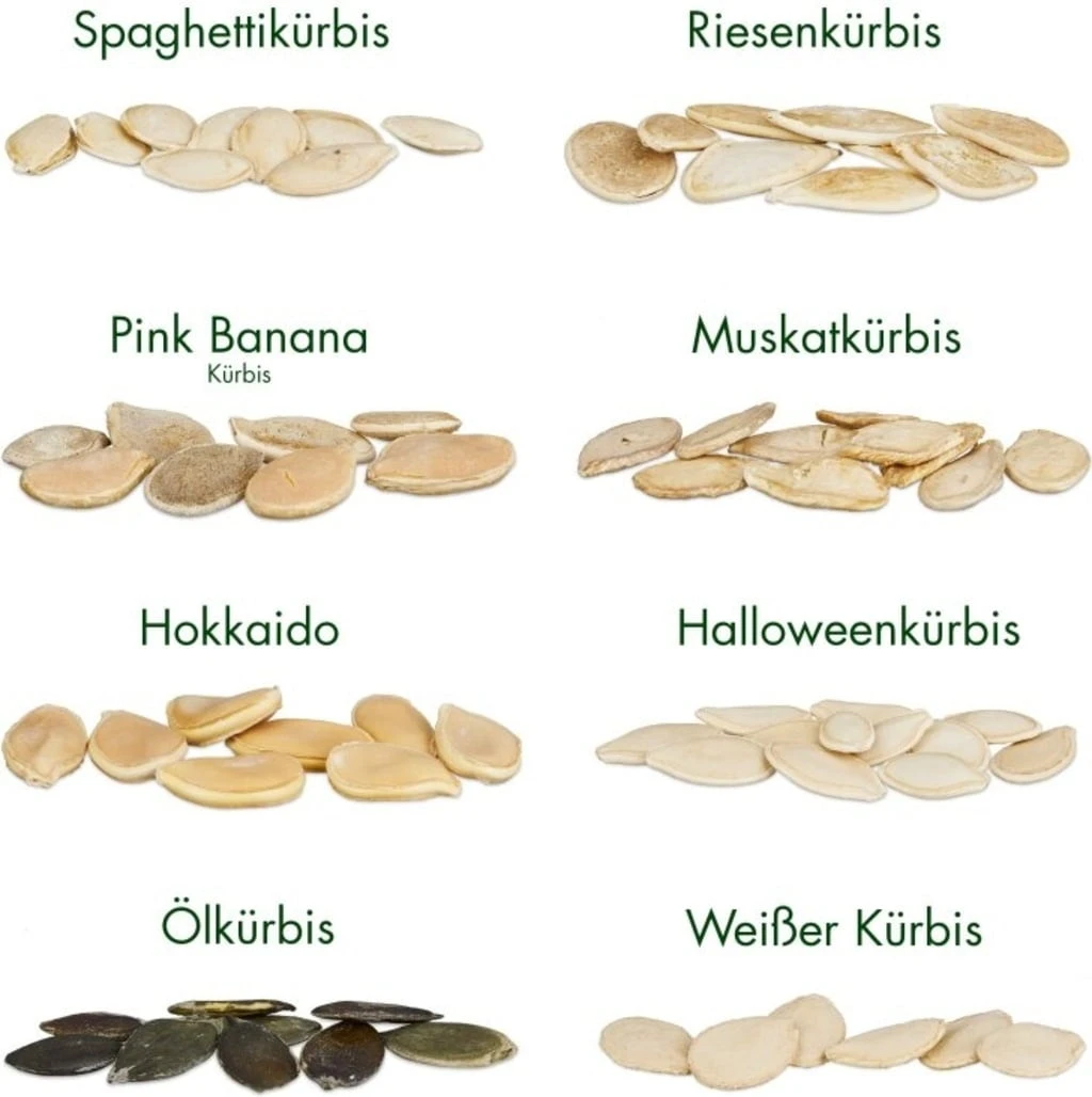 Semi Di Semi - 8 Zucche 7 Semi Di Semi - 8 Zucche - immagine 7