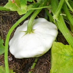 Semi Di Semi - 8 Zucche