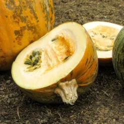 Semi Di Semi - 8 Zucche 12 Semi Di Semi - 8 Zucche -Negozio Lush Orto Economico own grown semi di semi 8 zucche 1679564 it