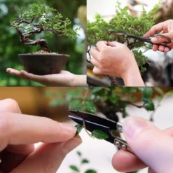 Set Di Semi - 8 Alberi Di Bonsai -Negozio Lush Orto Economico own grown set di semi 8 alberi di bonsai 1 set 1679252 it