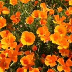 Papavero Della California Arancione, 1 G