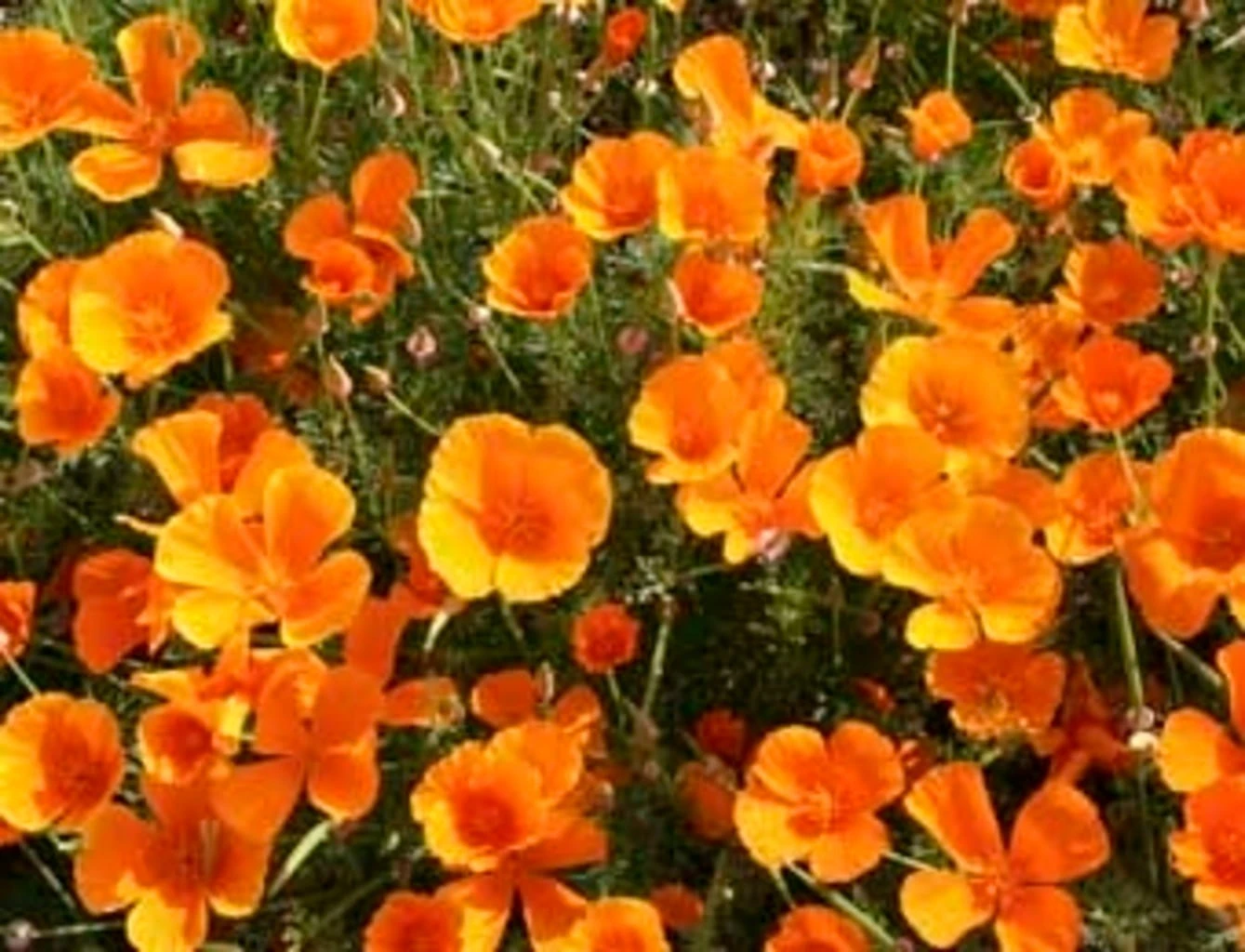 Papavero Della California Arancione, 1 G 1 Papavero Della California Arancione, 1 G