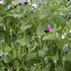 Pisello Mangiatutto "Graue Rotblühende", 75 G