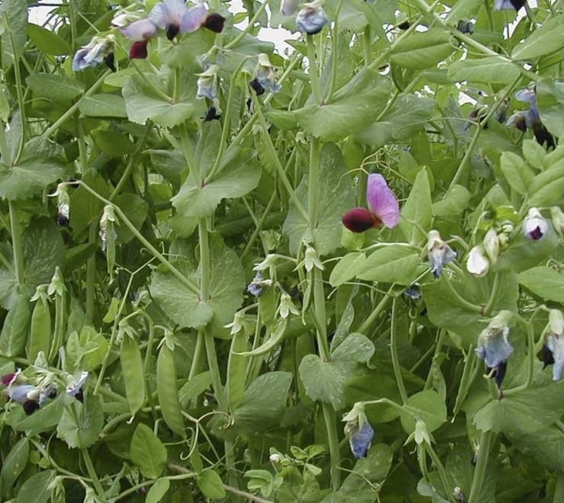 Pisello Mangiatutto "Graue Rotblühende", 75 G 1 Pisello Mangiatutto "Graue Rotblühende", 75 G