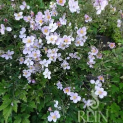 Anemone Autunnale Bio