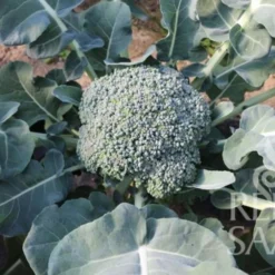 Broccoli - Limba