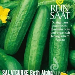 Cetriolo - Beth Alpha