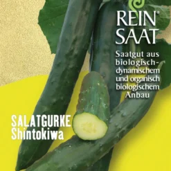 Cetriolo - Shintokiwa