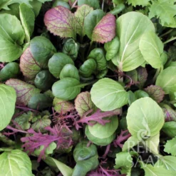 Negozio Lush Orto Economico -Negozio Lush Orto Economico reinsaat mix di verdure a foglia orientali 1 paket 1651149 it