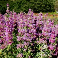 Monarda Fistulosa