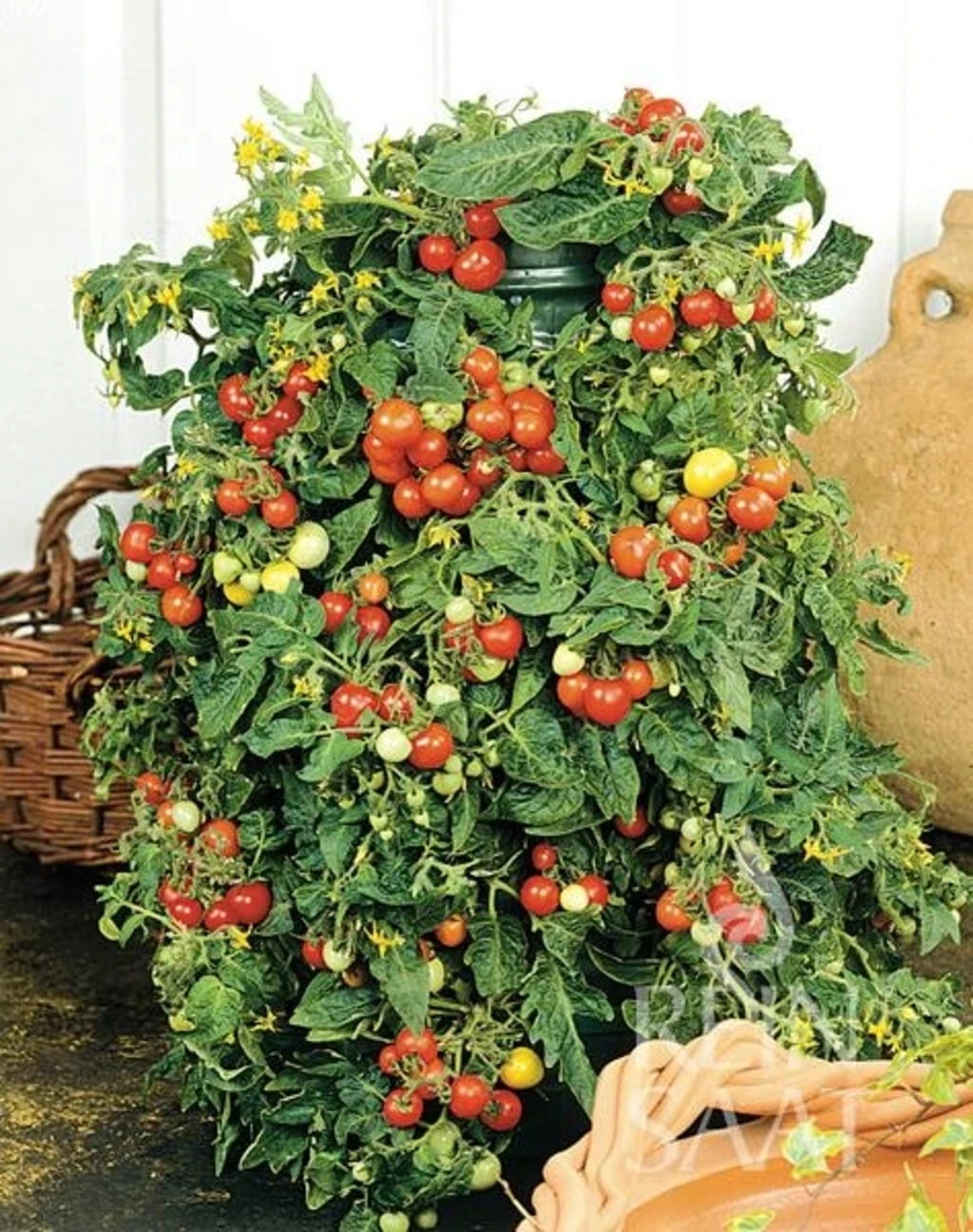 Pomodorino - Bajaja 1 Pomodorino - Bajaja