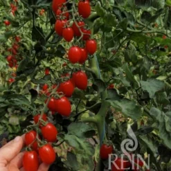 Pomodorino - Donatellina