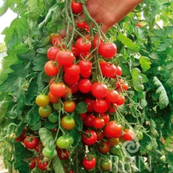 Pomodoro Ciliegino "Zuckertraube"