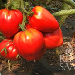 Negozio Lush Orto Economico -Negozio Lush Orto Economico reinsaat pomodoro cuore di bue 1 paket 1651123 it