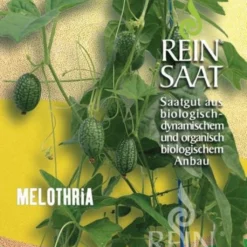 Varietà Rara Di Melothria Trilobata