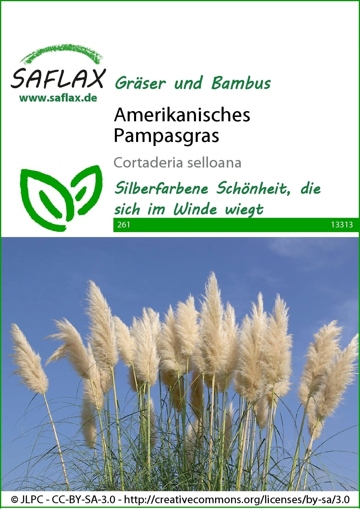Erba Delle Pampas 1 Erba Delle Pampas