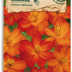 Cosmea Arancione Bio